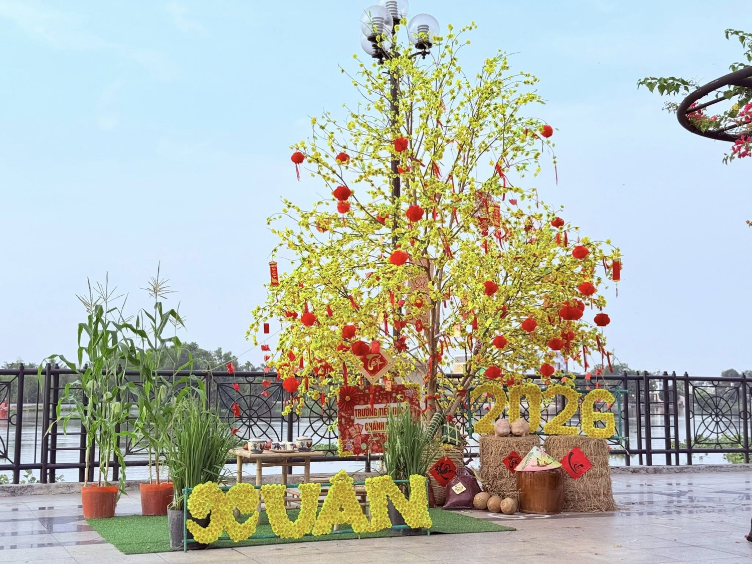 Tham Gia Cuộc Thi Cây Mai, Cây Đào Ngày Tết